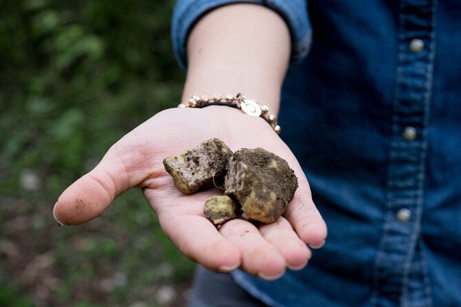 5 Hours Truffle Hunt Experience with Cooking Class - Truffle 101, Straight From the Field