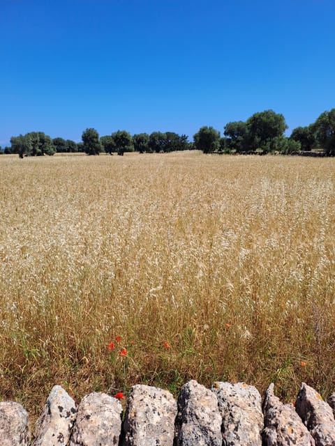 Alberobello: e-bike tour and orecchiette class - Key highlights you’ll actually use