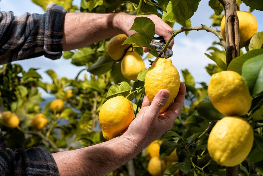 Amalfi: Cooking Class and Farmhouse Visit With Meal - Terraced gardens first: why the setting matters in Amalfi