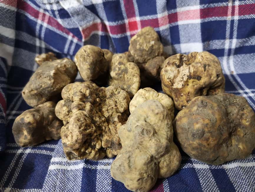 Arezzo: truffle hunting, tasting, and a cooking class with truffles. - A 4-hour truffle routine that starts outside and ends at the table