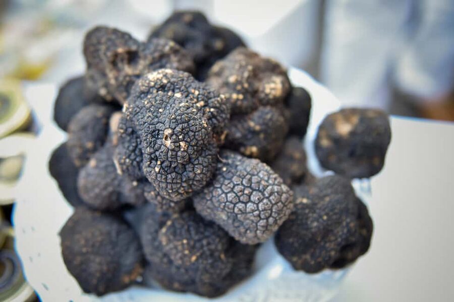Arezzo: truffle hunting, tasting, and a cooking class with truffles. - Boscovivo’s farm base: where the truffle story gets real