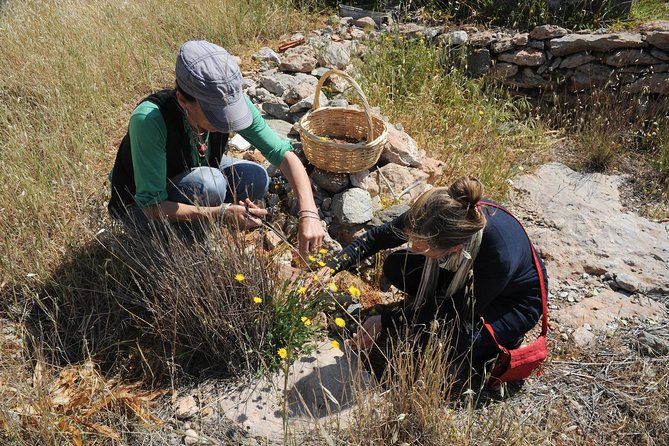 Authentic Greek Cooking & Foraging Experience in Syros with Maria - Price and Booking Timing: What $179 Buys You