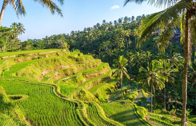 Bali Cooking Class Experience with All Inclusive - Quick takeaways before you book