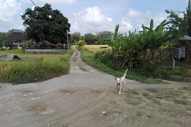 Balinese Cooking Class at Organic Farm - Key highlights worth planning around
