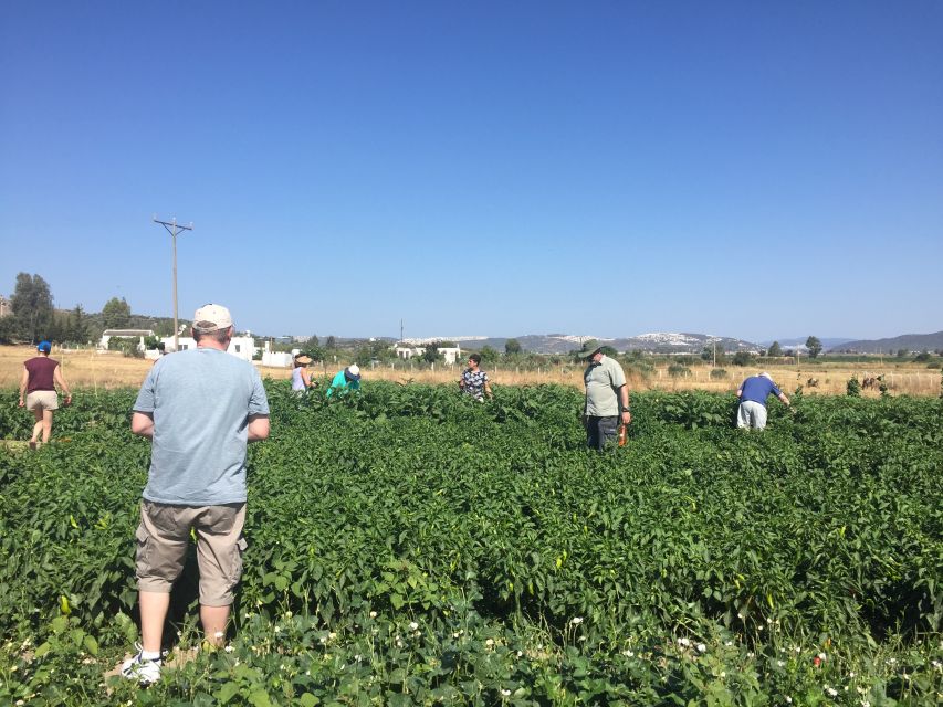 Bodrum: Market Visit and Cooking Class - Who should book this cooking class (and who should skip it)