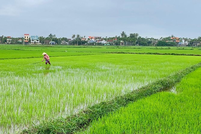 Buffalo Riding, Basket Boat Tour And Cooking Class - Cam Thanh Coconut Village: Why This Is More Than a Ride