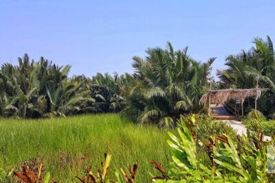 Buffalo Riding, Basket Boat Tour And Cooking Class - Buffalo Riding: Cool Try, Short Duration