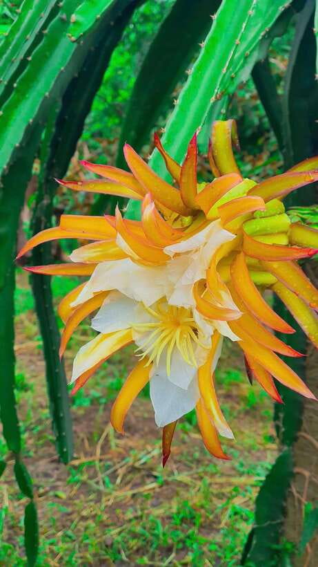 Can Tho: Authentic Mekong Delta – Real Local Life Tour. - Small-group energy and the guides you might meet