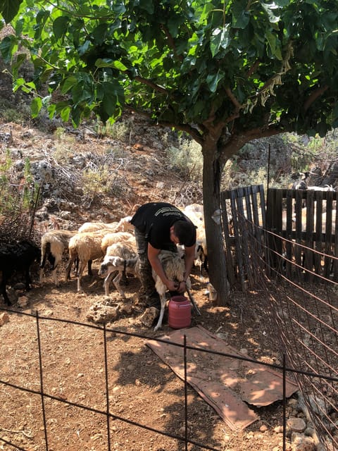 Chania Area: Cooking Class at a Farm in Stylos Village - Stylos Village Farm: The Setting That Changes How You Cook
