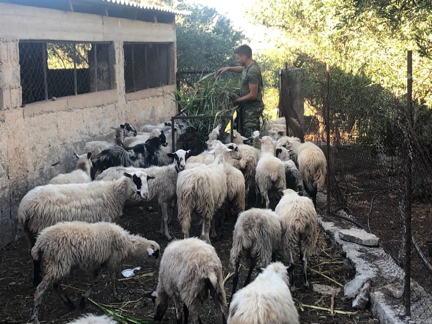 Chania Area: Cooking Class at a Farm in Stylos Village - Should You Book This Chania Area Farm Cooking Class?