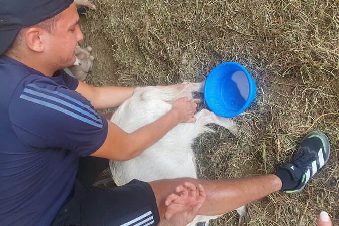 Chania Area: Cooking Class at a Farm in Stylos Village (organic) - A Farm Day in Stylos: What You’re Really Signing Up For