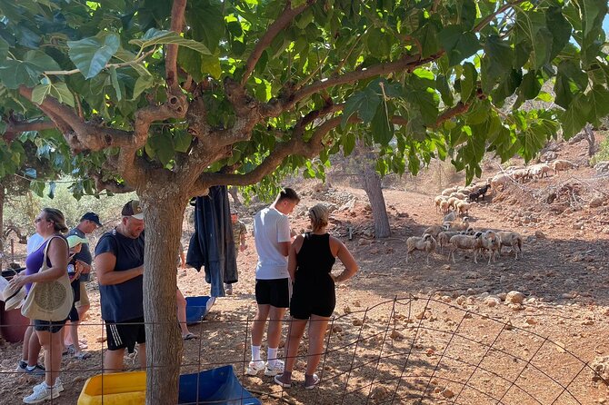 Chania Area: Cooking Class at a Farm in Stylos Village (organic) - Lemonade, Coffee, and View Time: Small Breaks That Matter