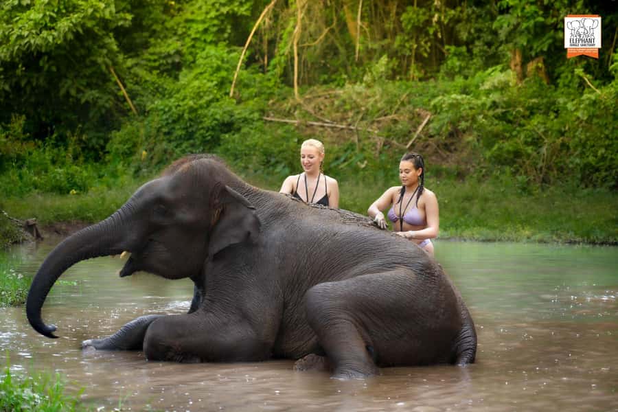 Chiang Mai Elephant Jungle Sanctuary &Mama Noi Cooking Class - Key Points You’ll Want to Know Before You Go