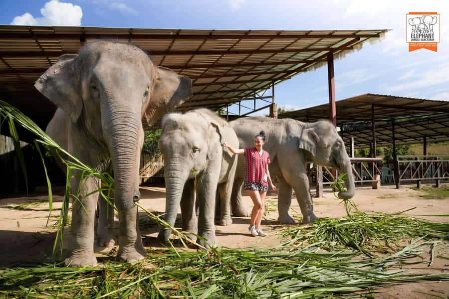 Chiang Mai Elephant Jungle Sanctuary &Mama Noi Cooking Class - Elephant Feeding, Interaction, and Play: The Experience You Came For