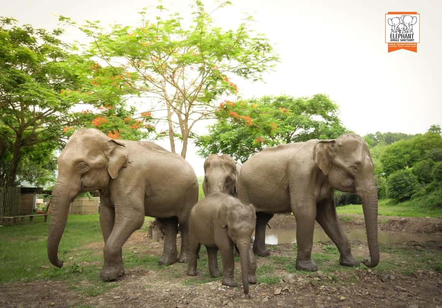Chiang Mai Elephant Jungle Sanctuary &Mama Noi Cooking Class - Getting Picked Up and Reaching the Sanctuary: Smooth Start, Real Countryside