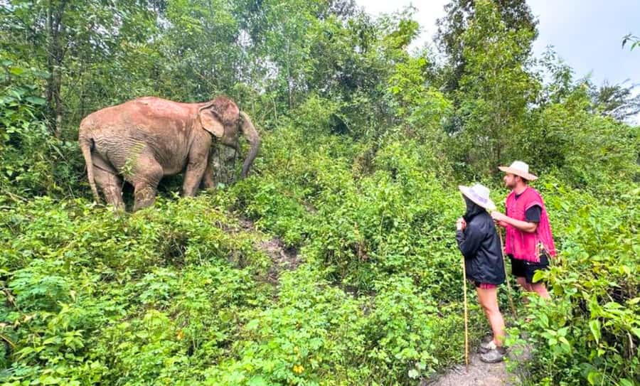 Chiang Mai: Ethical Elephant Sanctuary & Thai Cooking Class - Key highlights you’ll actually care about