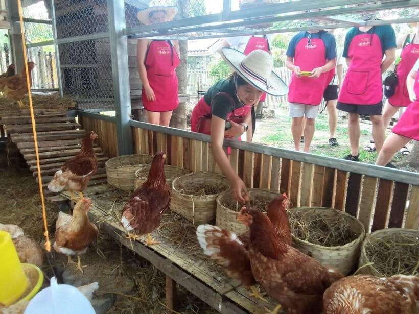 Chiang Mai: Half Day Cooking Class at Organic Farm - Key Things I’d Plan Around