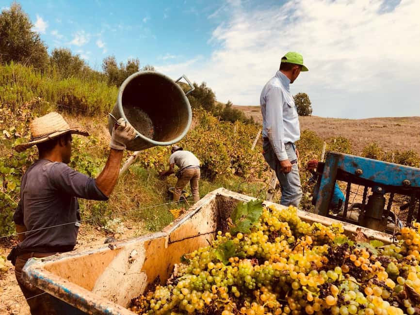 Cooking class: Cooking Sicilian dishes - Wine and food pairing: why it works so well in Sicily