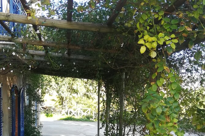 Cooking Class in a Sicilian countryhouse - Your Sicilian menu focus: Pasta alla Norma and eggplant magic