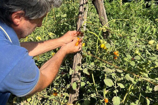 Cooking Class in a Typical Sorrento Garden - Why this Sorrento garden class feels different