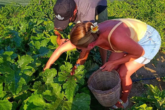 Cooking Class Sunset Dinner and Tour in Paros Farm - The 3-Hour Flow: From Garden to Sunset Table