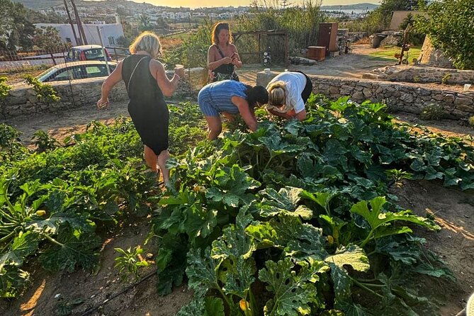 Cooking Class Sunset Dinner and Tour in Paros Farm - Getting There: Start at Paros Cooking Class Farm-To-Table