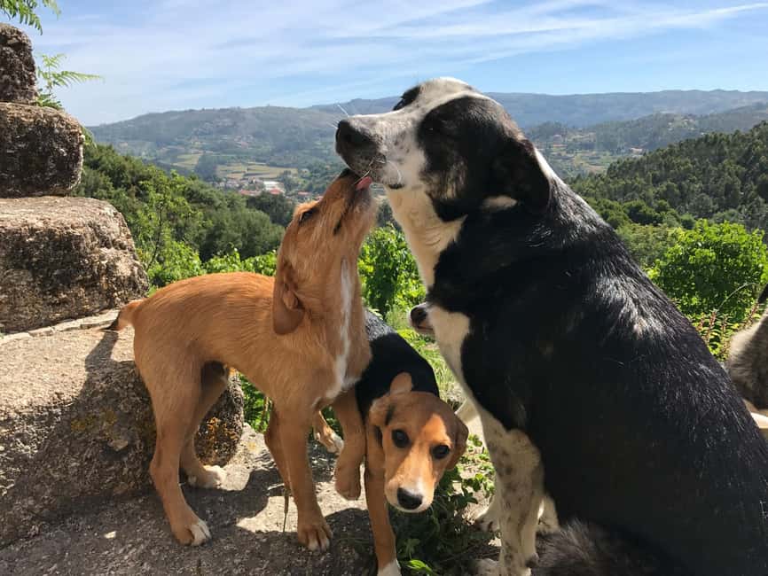 Douro Valley: Traditional Cooking Class, Farm Tour and Lunch - Best for families, food people, and story lovers
