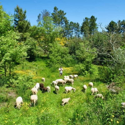 Douro Valley: Traditional Cooking Class, Farm Tour & Lunch - Before You Cook: the welcome spread of wine, olive oil, cheeses, and bread