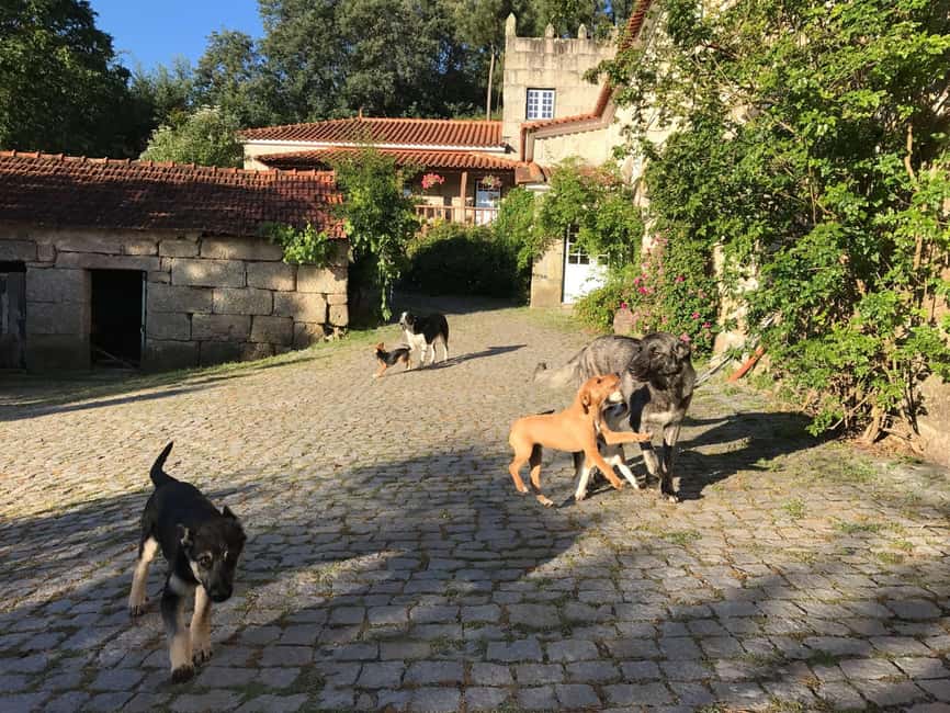 Douro Valley: Traditional Cooking Class, Farm Tour & Lunch - Walking the farm and harvesting: animals, orchard time, and ingredient picking