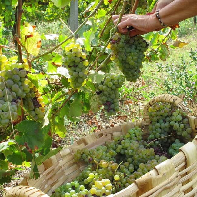 Douro Valley: Traditional Cooking Class, Farm Tour & Lunch - Lunch at the family table: you cook, you eat, you hear the rebuilding story