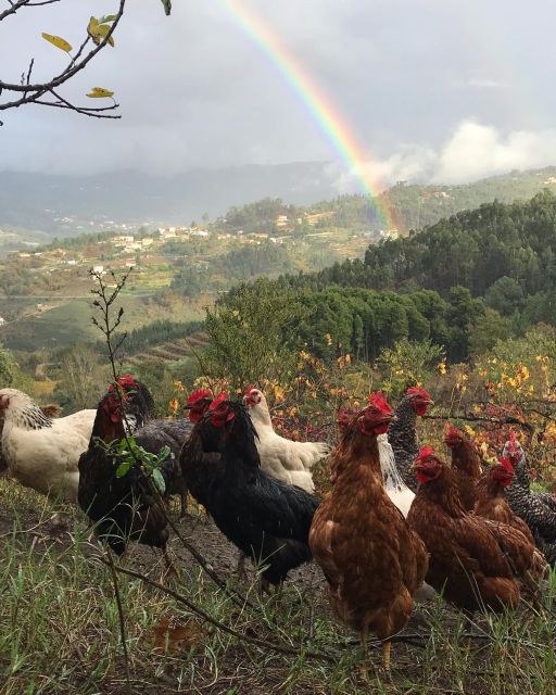 Douro Valley: Traditional Cooking Class, Farm Tour & Lunch - Why this day feels different from a standard “wine + lunch” tour