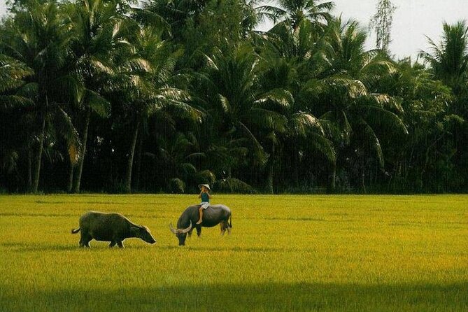 Eco tour and Cooking Class - Market stop: the fastest way to understand Hoi An cooking