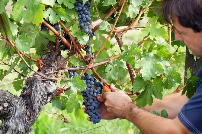 Food & Wine Tour: 11- Course Lunch, Cooking Class, Wine Tasting - Buying Wine and Souvenirs Before You Head Back