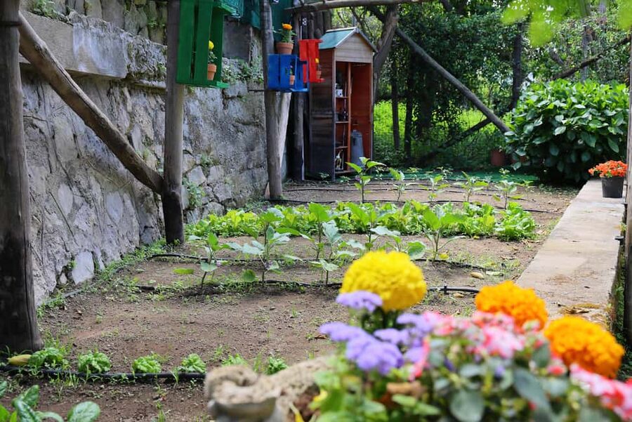 From Sorrento to Meta: cook with a local family and enjoy the garden!! - Cooking in Valentina’s garden: why it feels local