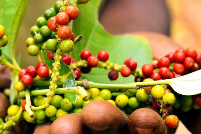 Full-Day Private Tour in Zanzibar with Cooking Class - Zanzibar Spices and Heritage Centre: The Farm Walk That Changes How You Taste