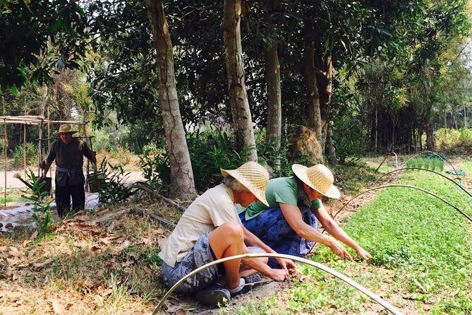 Full Day Siem Reap Farm Tour with Cooking Class and Monk Blessing - Farm time: harvesting vegetables and learning through doing
