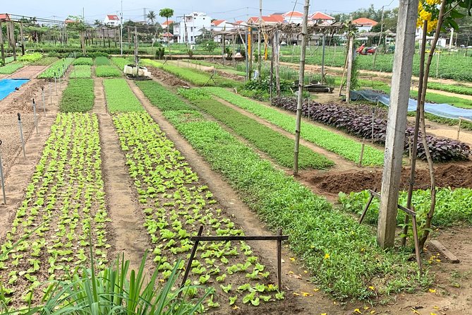 Full Experience Tour: Cooking Class & Basket Boat at Eco-Village - From Hoi An pickup to Tra Que: small group, easy start