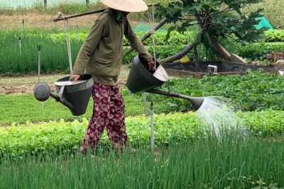 Full Experience Tour: Cooking Class & Basket Boat at Eco-Village - Basket boat rowing and water buffalo: fun with a farming feel