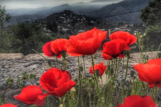 Gourmet Cooking Class & Culture in the rural Montes de Malaga. - Lunch on the Terrace: The Part You Shouldn’t Skip