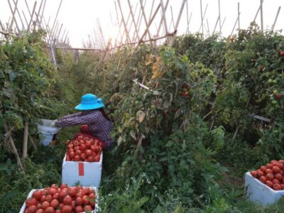 Hanoi Farm Tour and Cooking Class with Local Family - The Market Experience: Old Stalls, Real Trading, and Street Sounds