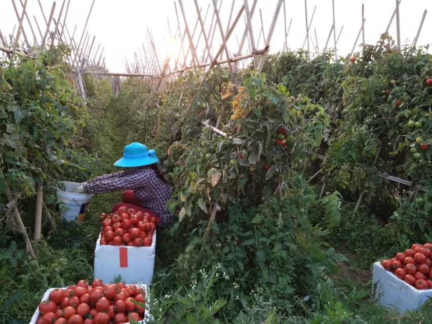 Hanoi Farm Tour and Cooking Class with Local Family - The Market Experience: Old Stalls, Real Trading, and Street Sounds