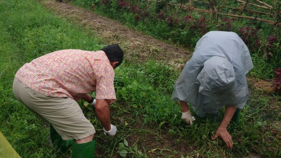 Hanoi: Village Farm Tour and Cooking Class with Lunch - Hands-On Farm Work: Raking, Sowing, Watering, Collecting