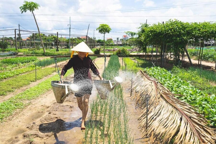 Hoi An: Authentic Cooking class in organic Herb Village - Cycling the rice fields: the countryside intermission you’ll remember