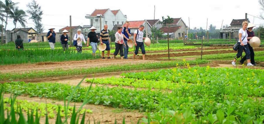 Hoi An: Tra Que Herb Village Cooking Class - The Four Dishes: Spring Rolls, Pancakes, and a Vegetable Village Specialty