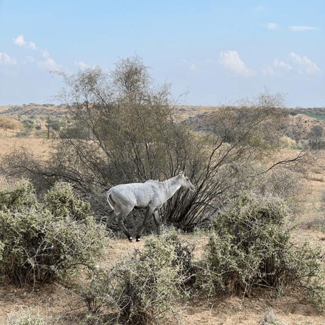 Jodhpur Desert Camel Safari With Cooking Class With Sumer - FAQ