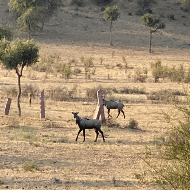 Jodhpur Desert Camel Safari With Cooking Class With Sumer - Small-group pace, timing, and what to pack for a desert day