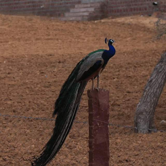 Jodhpur Desert Camel Safari With Cooking Class With Sumer - Should you book this Jodhpur camel safari with cooking class with Sumer?