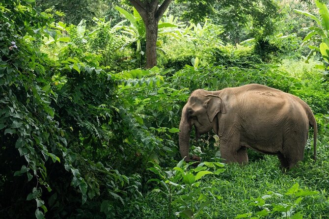 Khaolak Elephant Sanctuary, Cooking Class and Waterfall Tour - Key things to know before you go