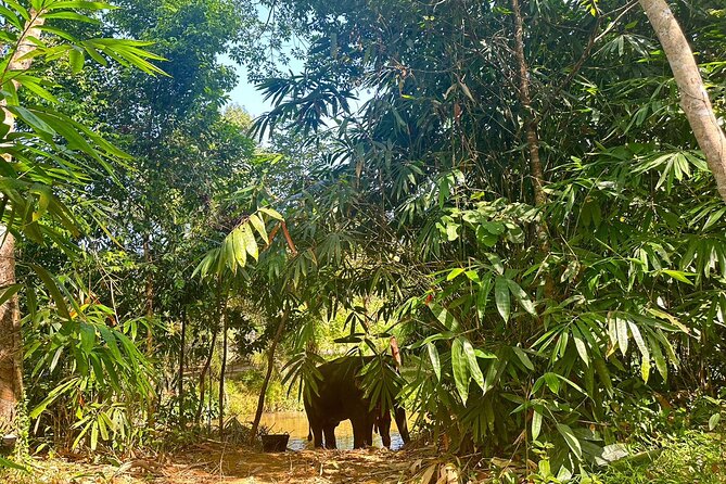 Khaolak Elephant Sanctuary, Cooking Class and Waterfall Tour - Where the cooking and waterfall parts fit on the day