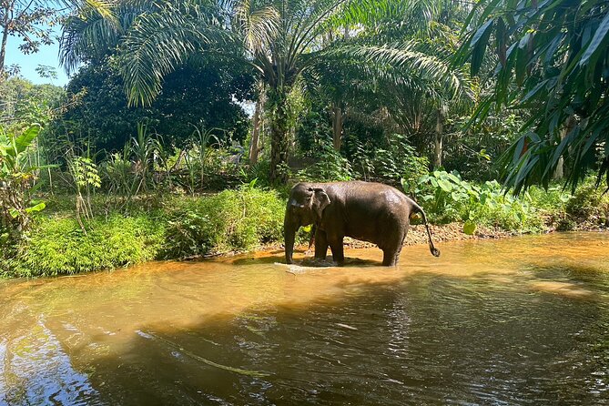Khaolak Elephant Sanctuary, Cooking Class and Waterfall Tour - Price and value: what you’re paying for at $126.35